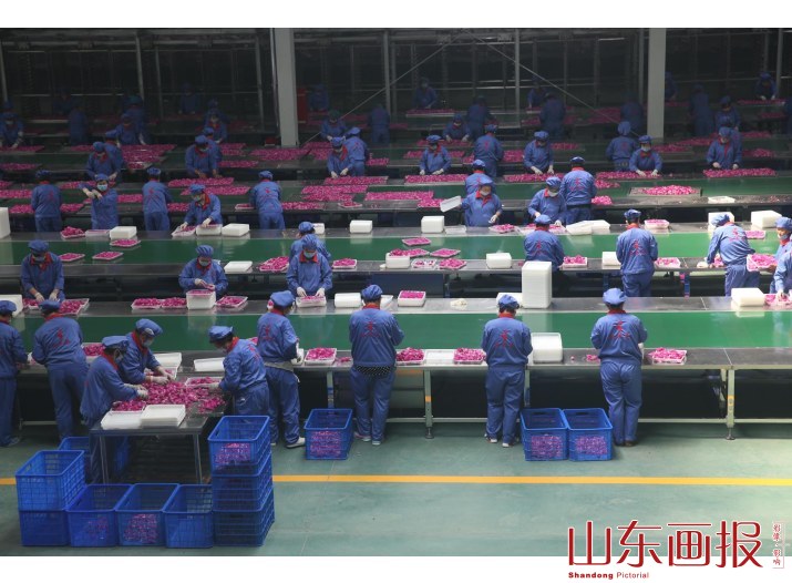 平阴玫瑰产业发展迅速