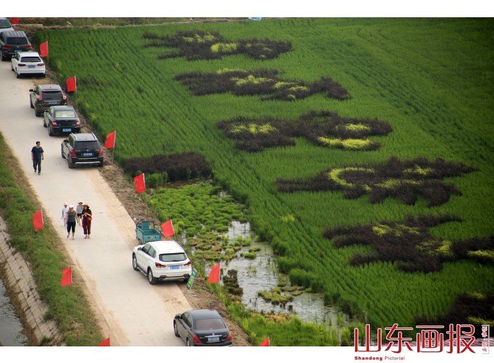 山东东营：九色水稻种出巨幅3D稻田画助力乡村休闲游