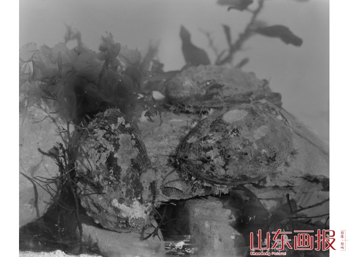 海珍品试养地