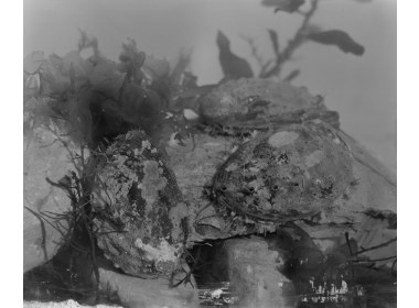 海珍品试养地