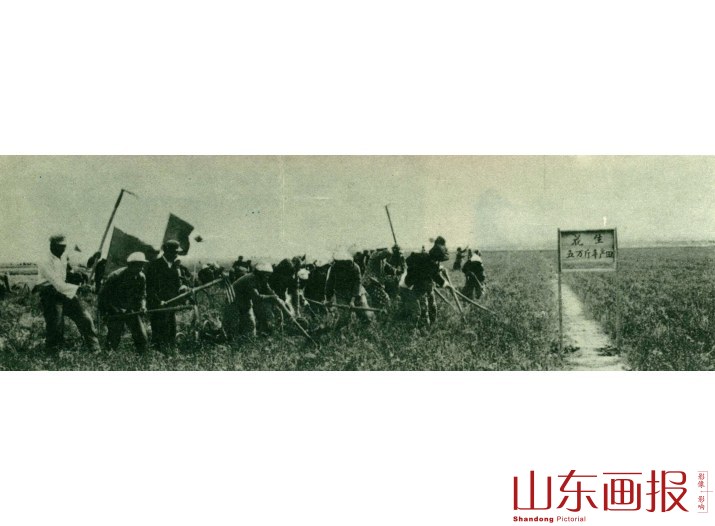 范县县委第一书记谢惠玉同志和苏村大队共同收刨花生