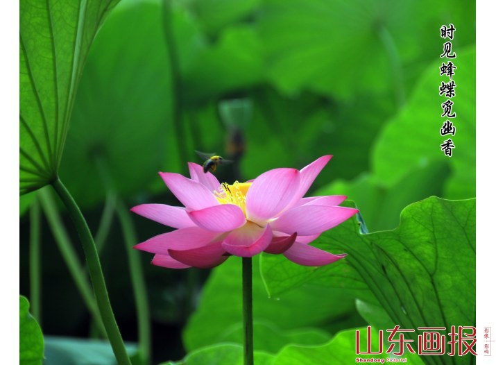时见蜂蝶觅幽香