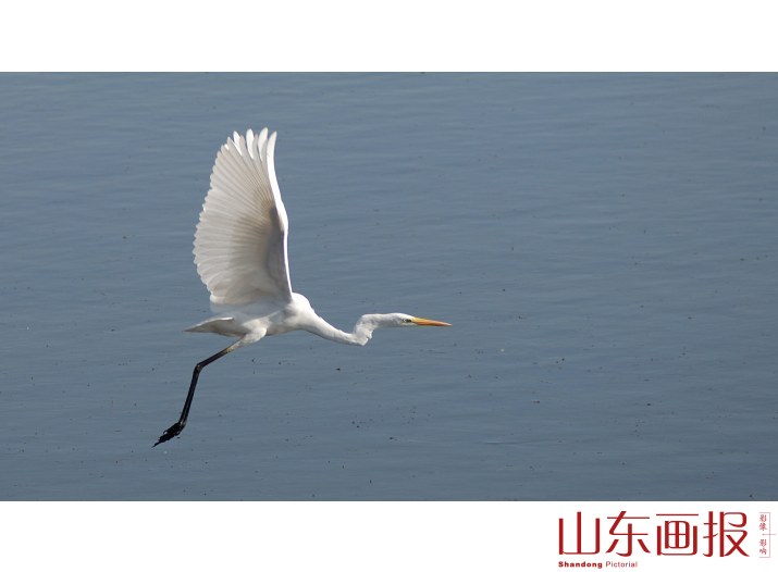 大白鹭