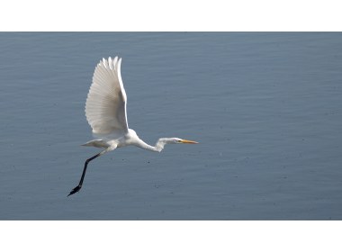 大白鹭