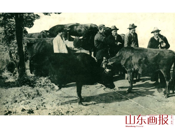 牲畜