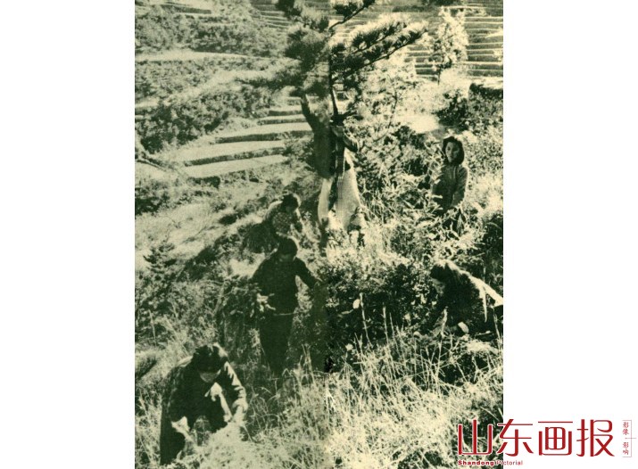 采积各种野生植物