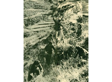 采积各种野生植物