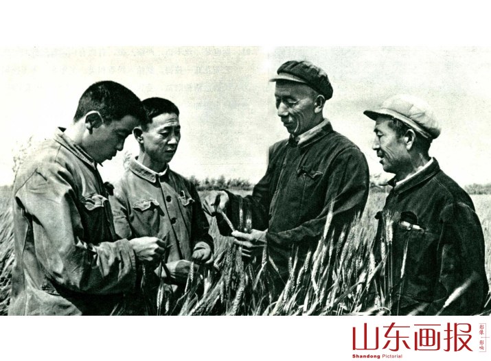 研究小麦生产