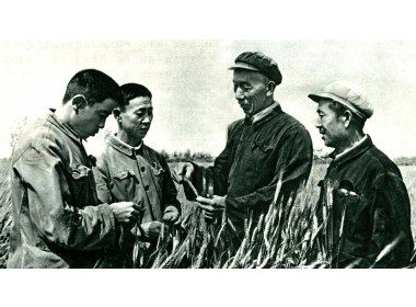研究小麦生产