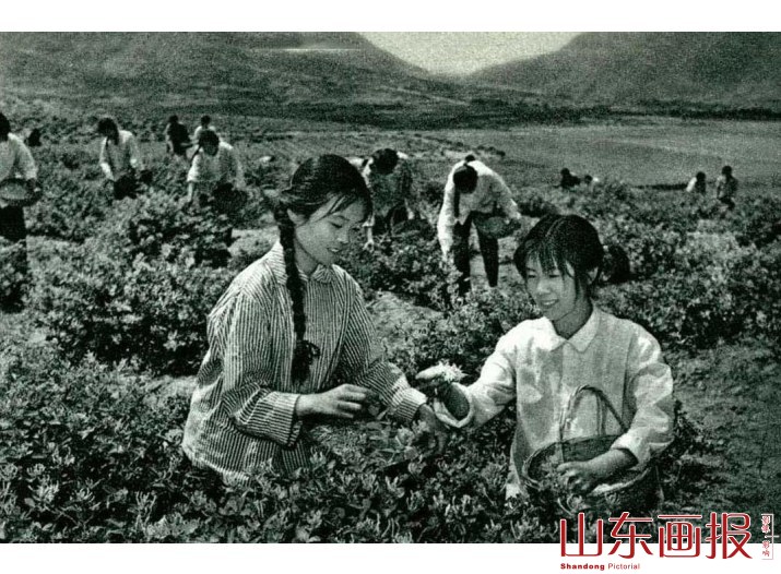 喜采银花