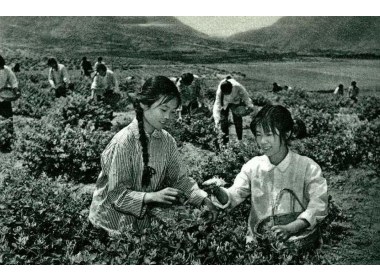 喜采银花