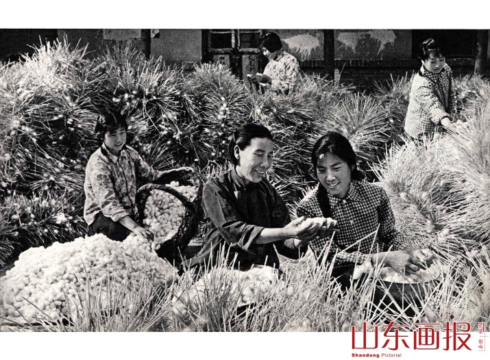 银茧丰收