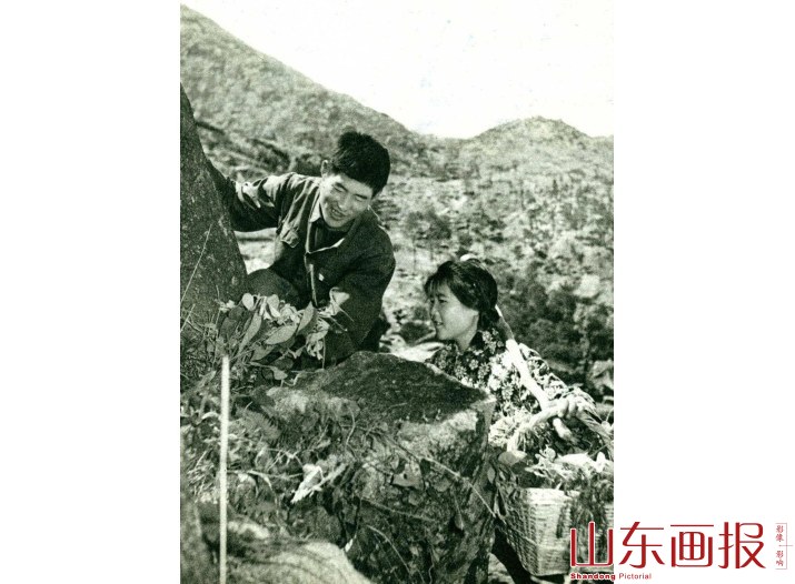 采集中草药