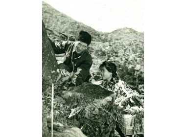 采集中草药