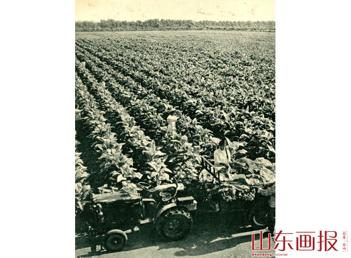 黄菸丰收