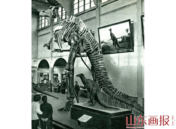 “巨型山东龙”骨架