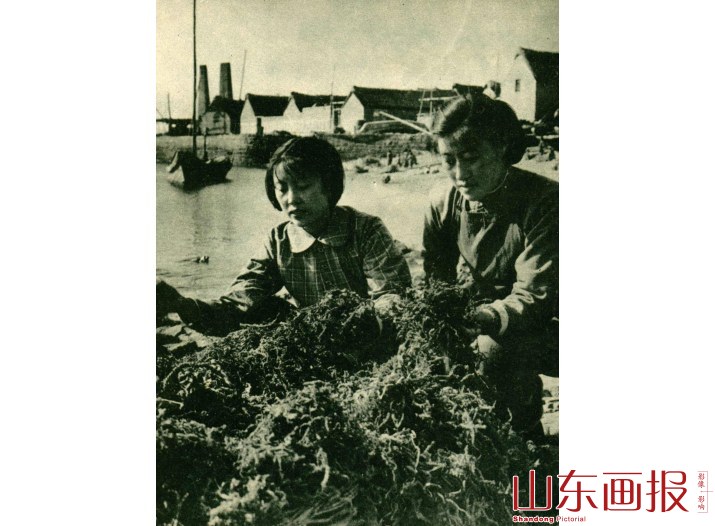 择海菜