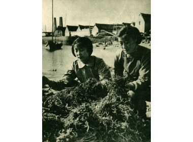 择海菜