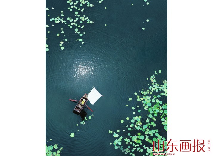 魅力荷园