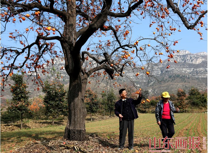 2017潍坊临朐青州柿子乡村旅游