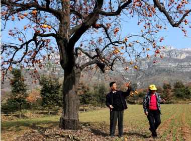 2017潍坊临朐青州柿子乡村旅游