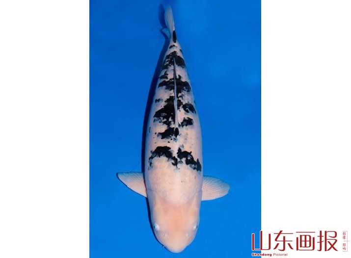 锦鲤