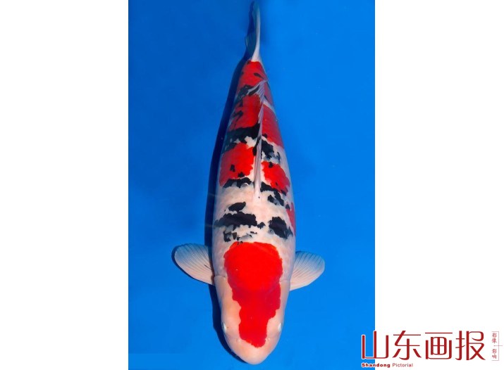 锦鲤