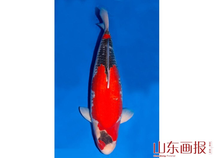 锦鲤