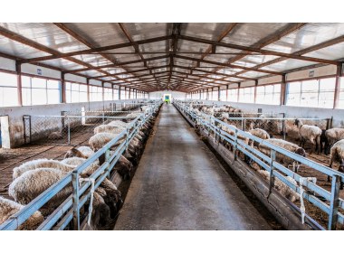 五征集团在喀什投资兴建的多浪羊良繁基地