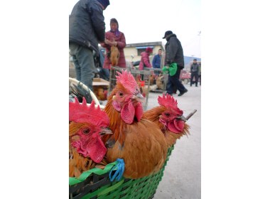 山东枣庄：大红公鸡贺新春