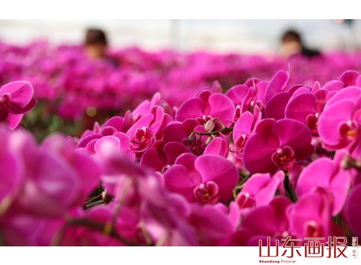 “彩蝶飞舞”迎新春