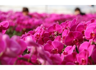 “彩蝶飞舞”迎新春