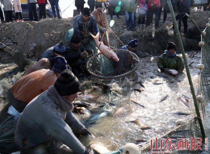 山东垦利冬捕“捞”年味