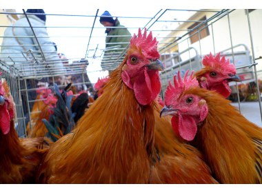 山东枣庄：大红公鸡贺新春