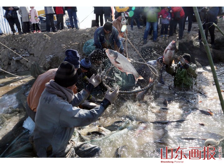 山东垦利冬捕“捞”年味