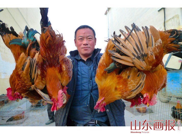 山东枣庄：大红公鸡贺新春