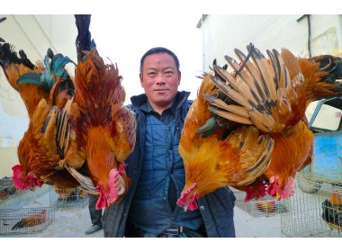 山东枣庄：大红公鸡贺新春