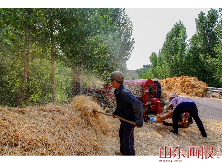 麦收季节