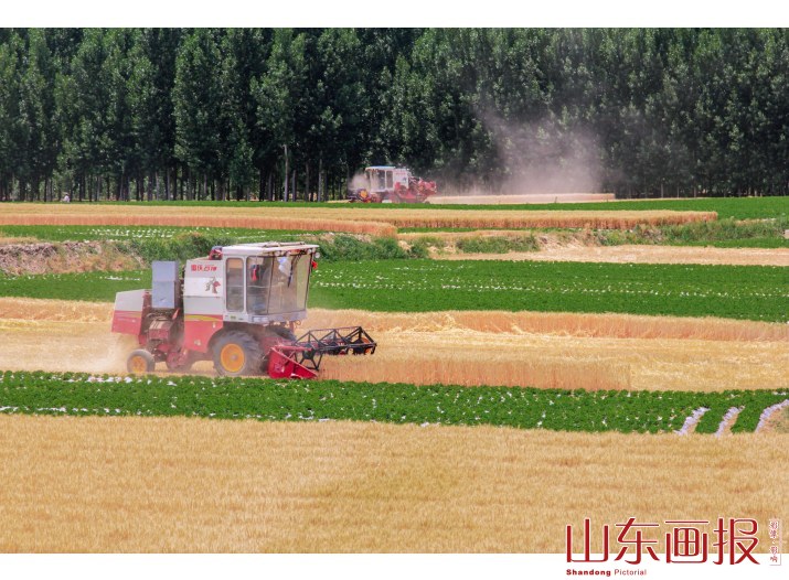 麦收季节