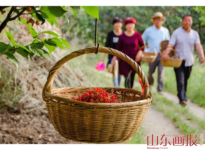 《樱桃熟了》