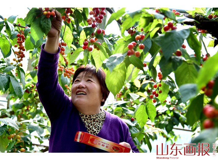 山东枣庄：“科技樱桃”开春红
