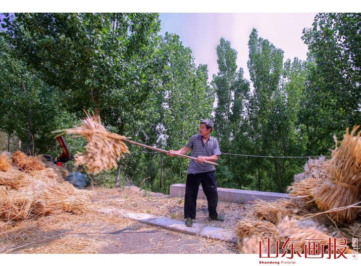 麦收季节