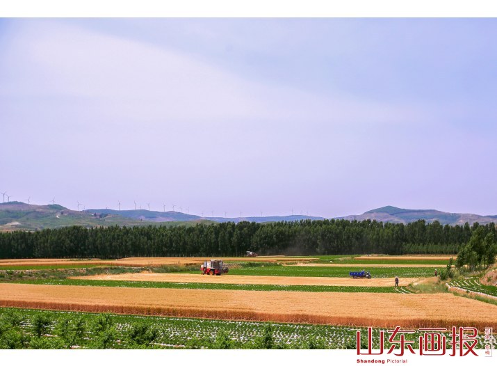 麦收季节