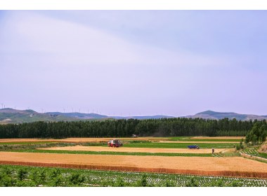 麦收季节