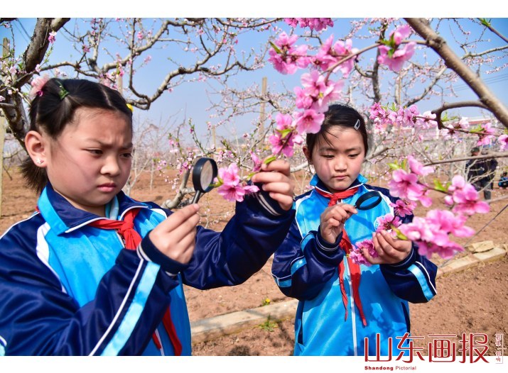 山东枣庄：课堂搬进桃花园