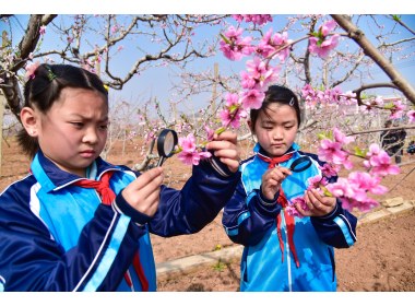 山东枣庄：课堂搬进桃花园