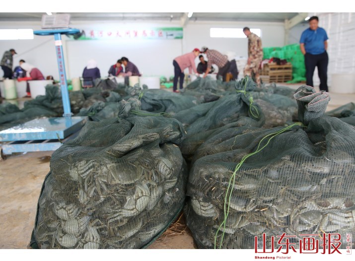 黄河口大闸蟹全面开捕上市