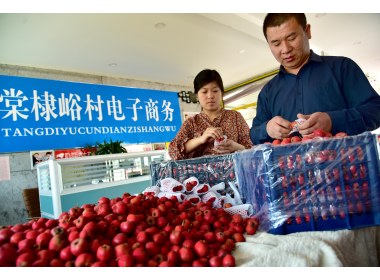 山东枣庄：携资带技  回乡创业