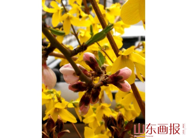 春意盎然