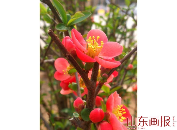 春意盎然